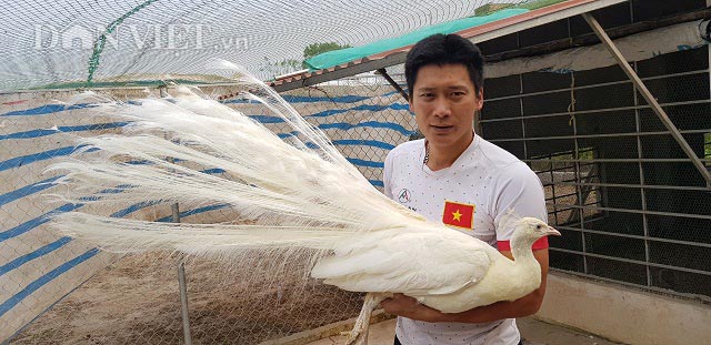 Nhờ nuôi chim công sinh sản thành công mà anh Nguyễn Văn Luân ở xóm 12, xã Giao Thủy có thu nhập hàng trăm triệu mỗi năm.