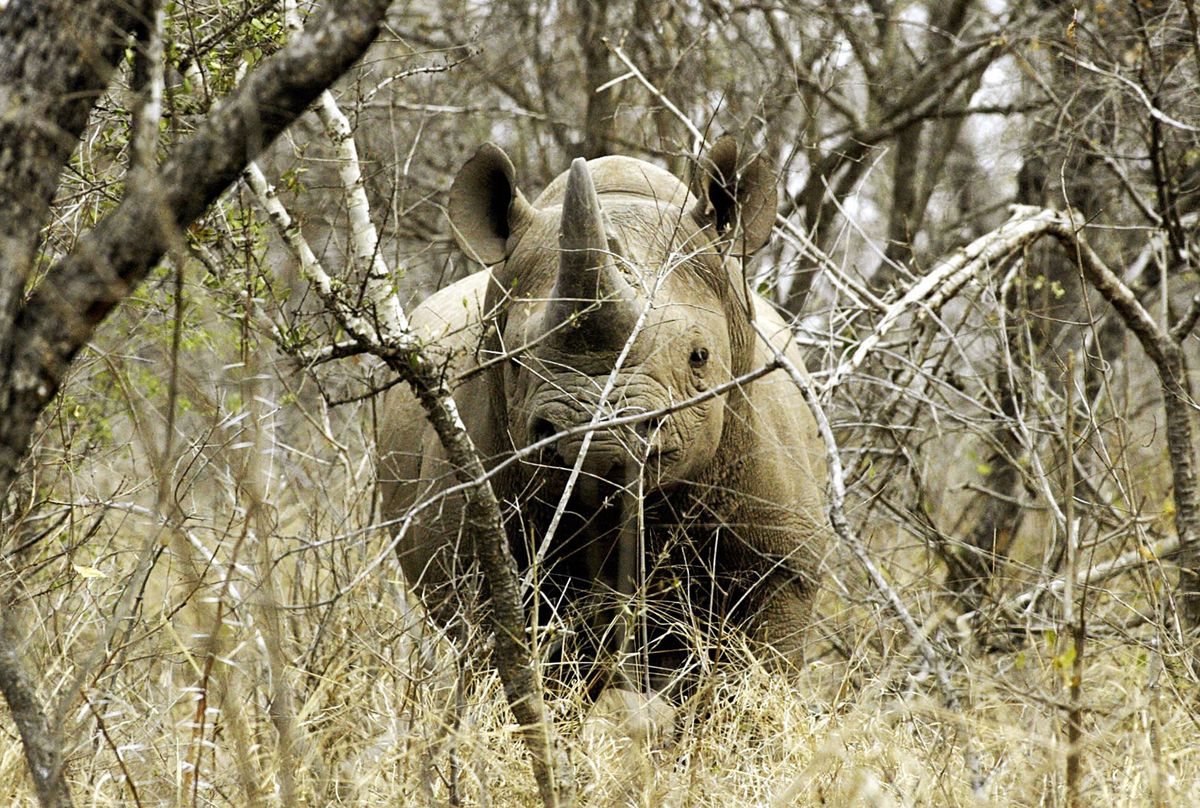 Zimbabwe sẽ cho phép một số cơ quan bán voi và sừng tê giác. Nguồn: Bloomberg.