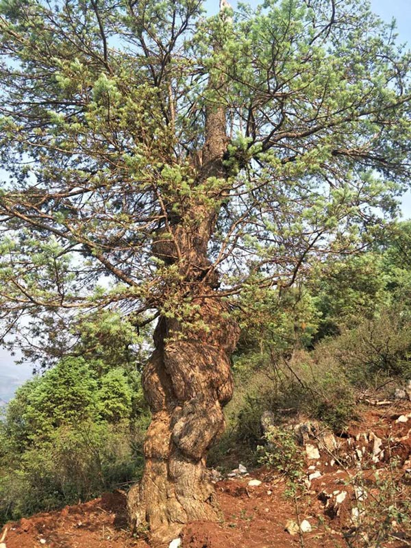 Cây tùng du&nbsp;sam “khủng” hiện ở trong rừng thuộc Lào. Cây cao hơn 10m, đường kính gốc gần 1m.