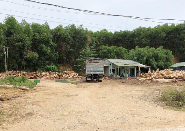 Một trong số những trạm thu mua gỗ keo nhiên liệu tự phát tại huyện Sơn Hà.