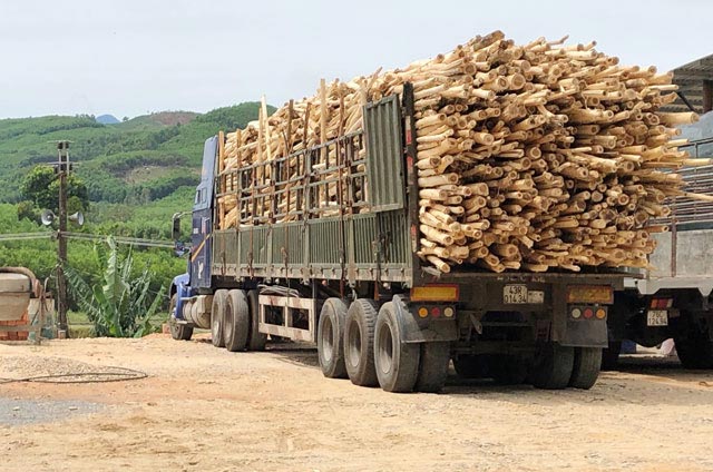 Một xe chở gỗ keo quá tải trên đường từ miền núi về đồng bằng đang nằm "né" sự kiểm tra của lực lượng chức năng.