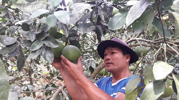 Trồng cây ăn quả giống cam, bưởi giống Thái Lan, anh Phúc bỏ túi &nbsp;gần cả tỷ mỗi năm. Ảnh: N. D.