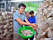 Thị trường - Tiêu dùng - Kiên Giang: Bỏ việc thành phố về quê trồng nấm bào ngư Nhật Bản