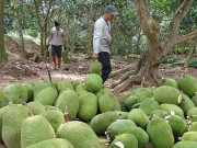 Thị trường - Tiêu dùng - Trung Quốc siết chặt, giảm mạnh nhập khẩu, nông sản Việt lao đao