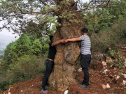 Thị trường - Tiêu dùng - Vị đại gia phải đi bộ 2 ngày, mất hơn tỷ đồng để mang &quot;quái kiệt&quot; trong rừng về chơi