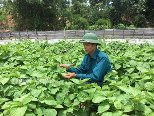 Trước kia ông Trường trồng lúa nhưng thu nhập không cao, nên ông chuyển sang trồng rau tía tô Hàn Quốc.
