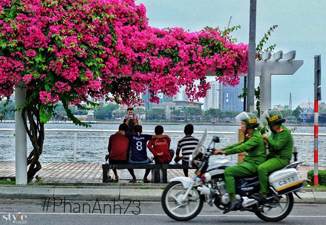 Xao xuyến mùa hoa giấy nở thắm ven sông Hàn Đà Nẵng - 1