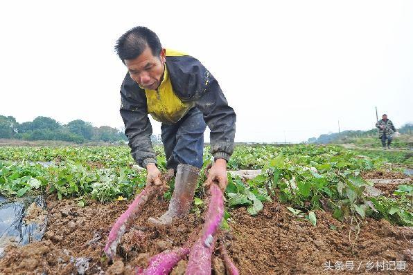 Giá bán của khoai mỡ tím rơi vào khoảng 12 nhân dân tệ nửa cân.