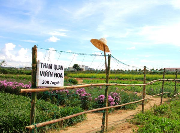 Ngoài hoa cải, anh Việt còn trồng thêm một số loại hoa khác trong khu vườn 1ha nên du khách rất mê.