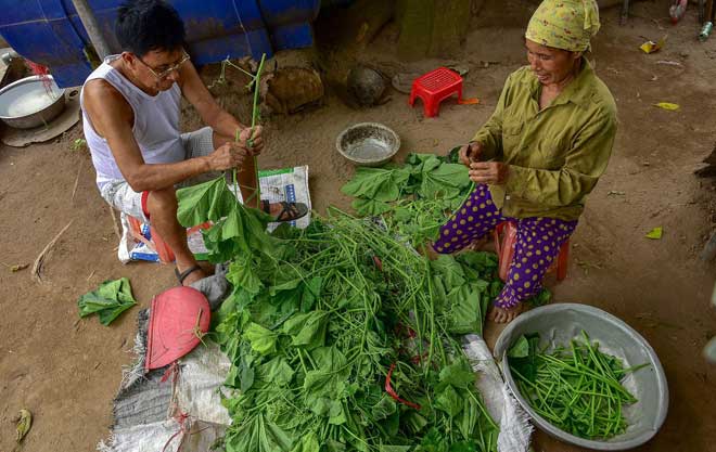 Câu chuyện về &#34;bà trùm&#34; rau sạch trên bãi giữa sông Hồng - 2