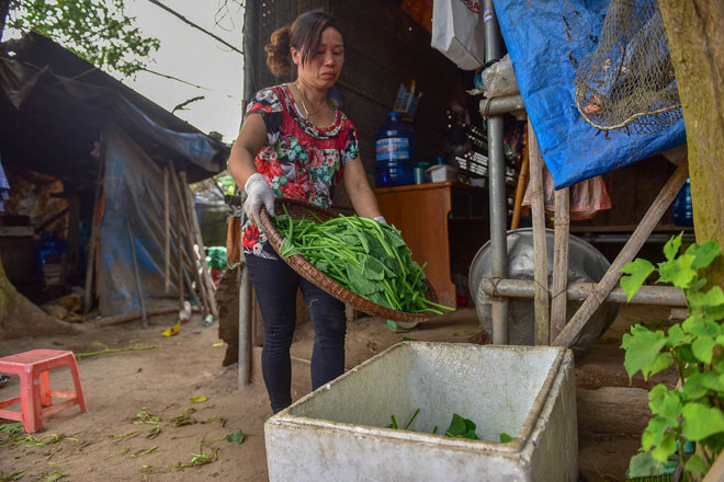 Bà Lợi sắp rau vào thùng cho khách.