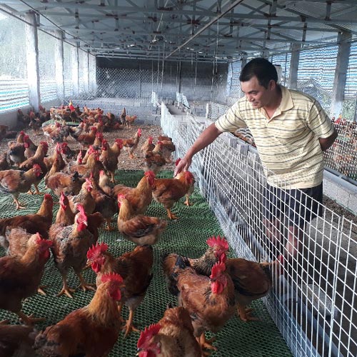 Anh Hoan bắt đầu nuôi gà Tàu từ năm 2018.&nbsp;