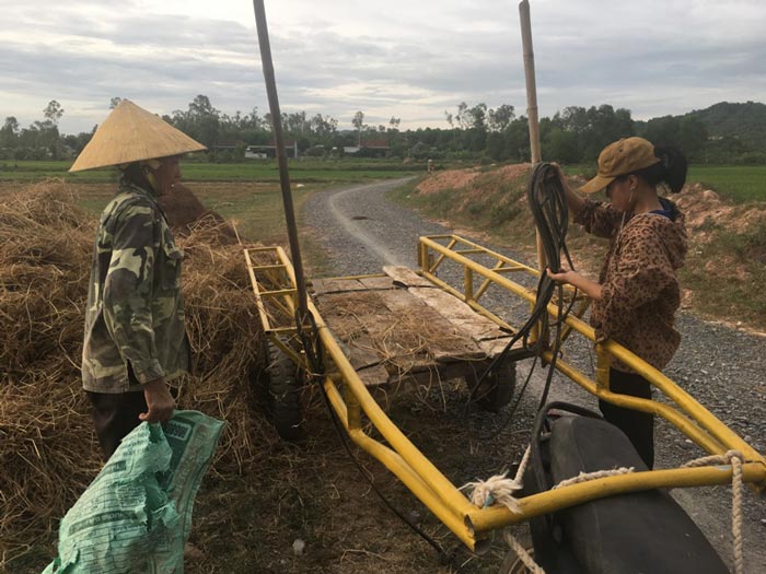 Ngoài lá thông khô, người dân có thể tận dùng rơm rạ để ủ ẩm cho cây hành tăm. Ảnh: Cảnh Thắng.