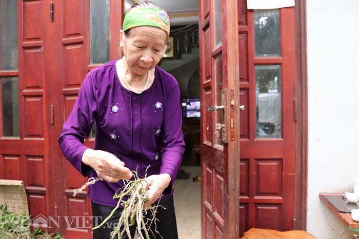 &#34;Lão bà bà&#34; 81 tuổi làm vườn lan tiền tỷ &#34;khủng&#34; nhất tỉnh Lai Châu - 10