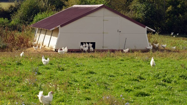Anthony - một nông dân nuôi gà cho hay: "Không chỉ gà được nuôi ở Bresse phải có chứng nhận mà còn chỉ sử dụng thức ăn được trồng trong vùng".