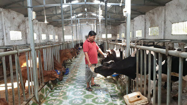 Bên trong trang trại bò sữa được thiết kế thoáng mát, khoa học của gia đình ông Tuấn.