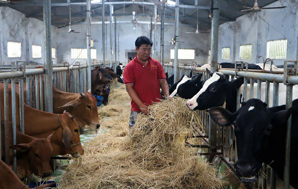 Để có được thành công và thu nhập tốt với nghề nuôi bò, nhất là giống bò ngoại, ông Tuấn cho rằng cần phải kiên trì, không kể phải nếm "trái đắng".