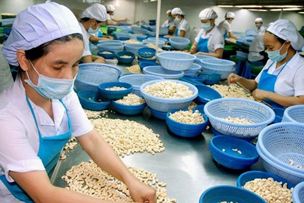 Xuất khẩu hạt điều Việt Nam sang Trung Quốc tăng mạnh.