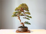 Thị trường - Tiêu dùng - Tại sao cây cảnh bonsai lại có giá trên trời?