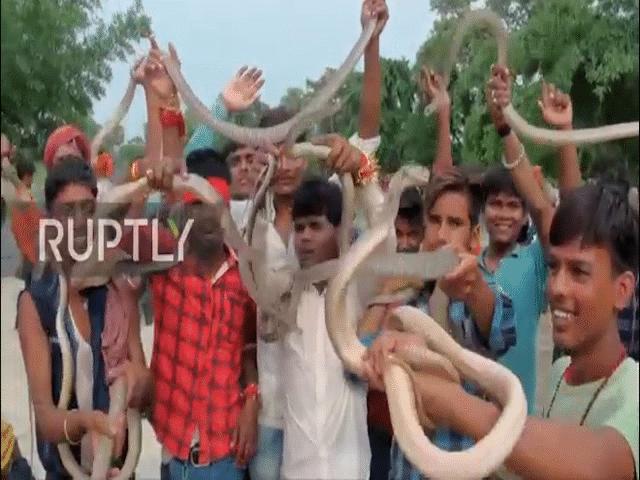 Xem người dân Ấn Độ tay không cầm hàng trăm con rắn độc diễu phố