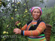 Thị trường - Tiêu dùng - Tỷ phú người Mông làm giàu nhờ giống táo bé tí trên rẻo cao mây mù