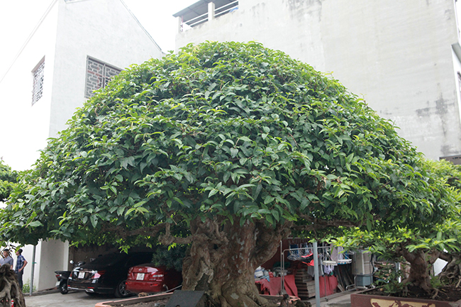 Theo anh Toàn, để làm&nbsp;được cây bằng lăng thân to, ngắn, có dáng như thế này, cây phải được nghệ nhân xưa chăm sóc, uốn nắn từ khi còn nhỏ.