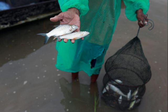 Cá đánh bắt được ở sông Mekong càng ngày càng nhỏ.