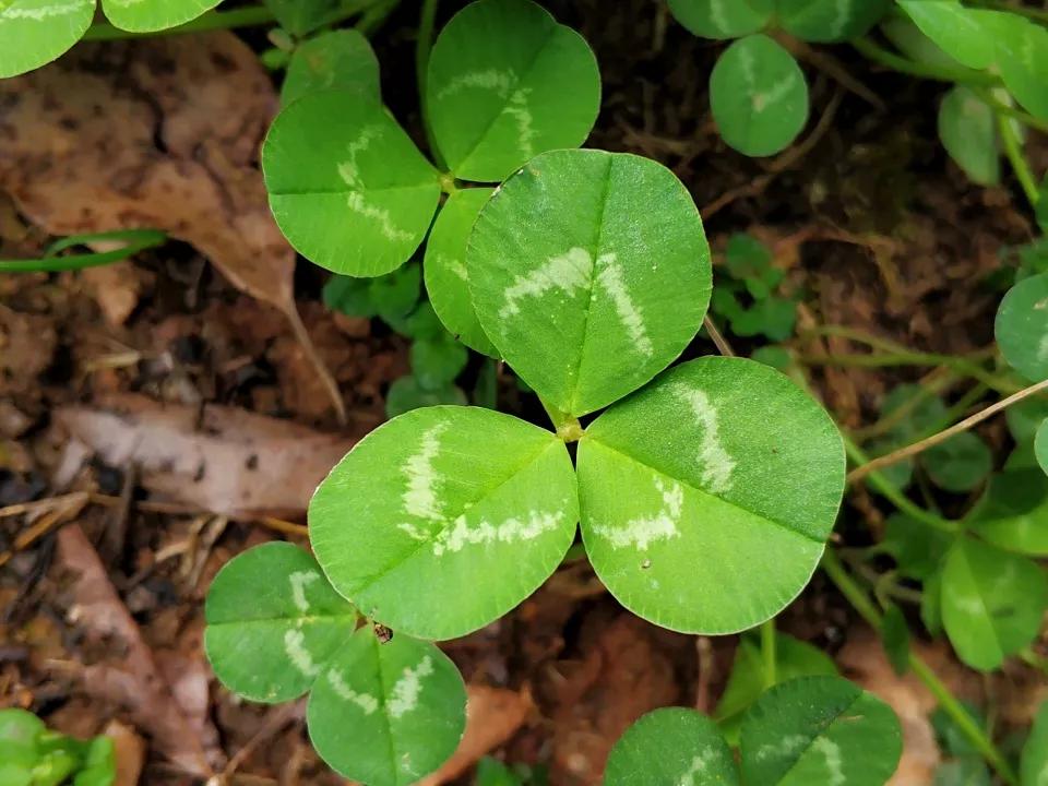 Lá của cây chua me được chia thành ba thùy giống như cỏ ba lá