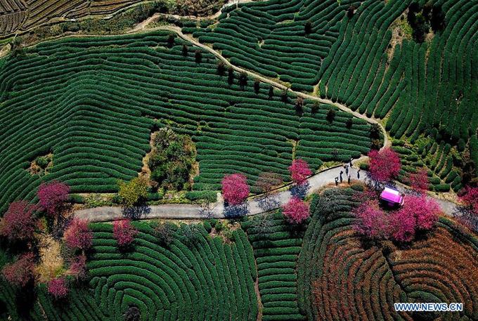 Đây là đồi trà thuộc huyện Yongfu, thành phố Zhangping, tỉnh Phúc Kiến, phía Đông Nam (Trung Quốc). Vào&nbsp;mùa xuân&nbsp;, cánh đồng trà xanh ngút ngàn nơi đây "nở hoa" rực rỡ bởi những khóm đào bung sắc khoe hương.