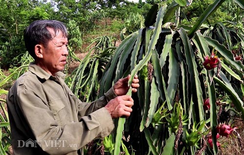 Ngoài ra ông Thính còn trồng 250 gốc thanh long ruột đỏ.