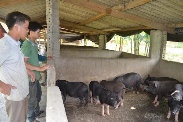 Lang Văn Vê, ở bản Khe Voong thuộc xã Mậu Đức, huyện Con Cuông (Nghệ An), đã làm giàu thành công trên quê hương của mình. Ảnh: Mỹ Hà. Trong ảnh: Mô hình chăn nuôi lợn đen bản địa.