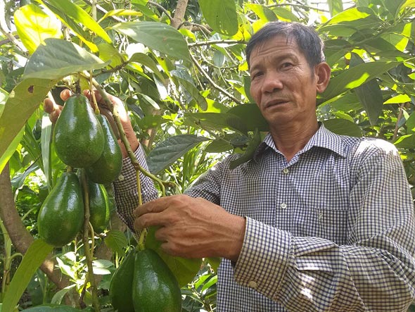 Cây bơ cho quả rất nhiều với giá bán 20.000 đồng/1kg tại vườn.