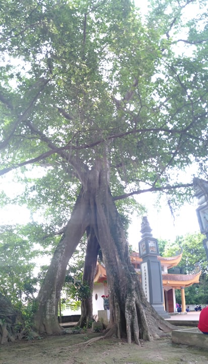 &nbsp; Toàn cảnh cây đa tía 3 gốc được công nhận là Cây di sản Việt Nam