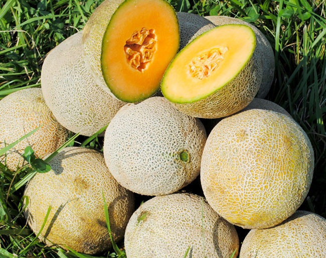 "Musk Melon" (có nơi gọi là dưa vàng, có nơi gọi là dưa lưới) từng được nhập từ Nhật Bản về Việt Nam để bán. Giá bán của một quả dưa này dao động từ 600.000 đồng - 700.000 đồng. 