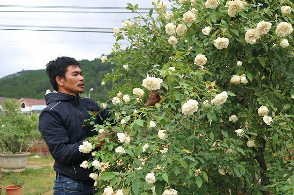 Anh Trọng bên một chậu hồng cổ của mình chăm sóc tại vườn.