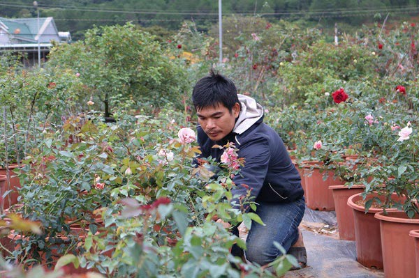 Anh Trọng chăm sóc hoa hồng trong vườn.