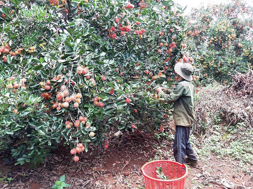 Anh Duy đang cắt chôm chôm để kịp giao hàng cho khách. Ảnh: Trần Hiền.