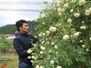 Thị trường - Tiêu dùng - Chàng trai sở hữu vườn hoa hồng có chậu bán đến 150 triệu đồng