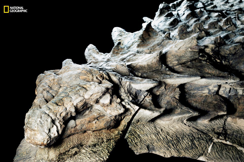 Hóa thạch khủng long của loài Nodosaur, được phát hiện tại Canada, gần như còn nguyên vẹn