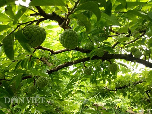 Mai Sơn là huyện có diện tích trồng na lớn nhất của tỉnh Sơn La.