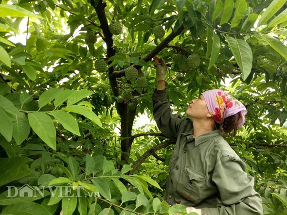 Hiện nay na có giá bán dao động từ 40.000 - 50.000 đồng/kg.