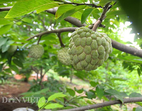 Những trái na núi đá huyện Chi Lăng đang căng mình mở mắt chuẩn bị cho thu hoạch.