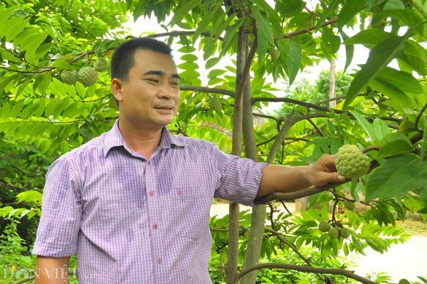 Anh Nguyễn Trí Tuấn thường xuyên kiểm tra vườn na, treo bẫy bả để tránh ruồi vàng-đây chính là loài làm ảnh hưởng xấu đến chất lượng và mẫu mã của quả.