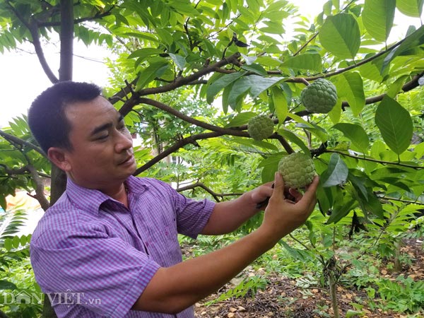 Vườn na của gia đình anh Nguyễn Trí Tuấn đã bắt đầu chín, nhiều thương lái đã đến đặt hàng mua na với số lượng lớn.