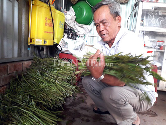 Ông Hai Sừng (Võ Văn Sừng) - một người đang sở hữu 2,5 ha rau móp cho phóng viên DANVIET.VN biết, cứ luân phiên, mỗi ngày ông hái hơn 50 kg rau móp. Với giá bán như hiện nay khoảng hơn 20.000 đồng/kg, trừ công hái ông thu được gần 2 triệu đồng.