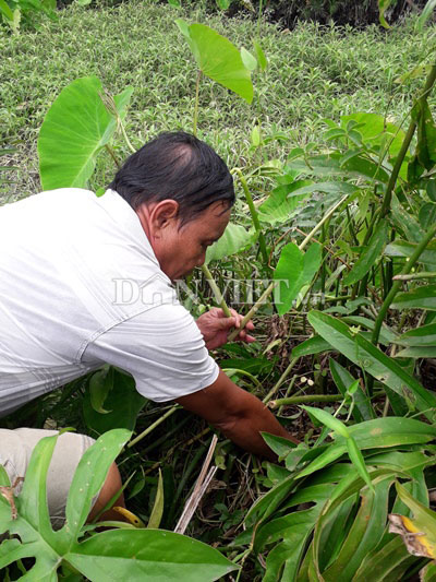 Nếu rau móp trồng hiện có giá 20.000 đồng/kg, thì rau móp dại mọc ven sông, kênh rạch có giá gấp đôi. Bởi cọng to, dài và nhất là rau sạch. Hiện, tại xã Trung An vẫn còn khoảng vài chục người đi hái rau móp dại.