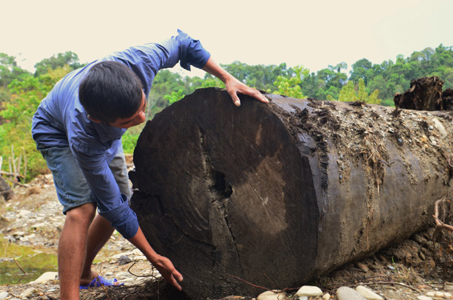 Tuy nhiên, càng lặn xuống sâu, cây gỗ “khủng” còn nguyên rễ nằm dài theo khe dần được phát hiện.