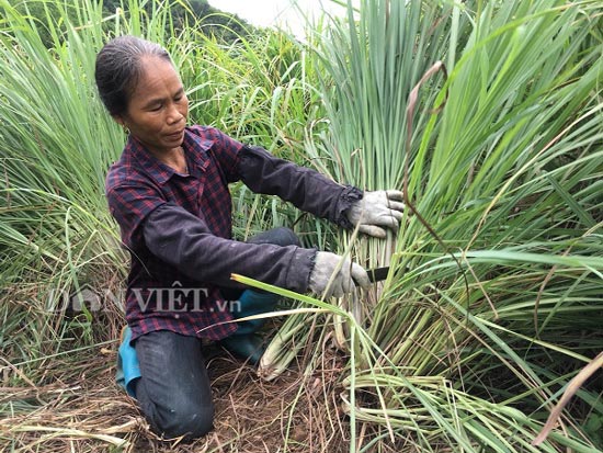 Sả là giống cây thích nghi với mọi điều kiện đất đai khí hậu, giúp nông dân xóm Măng phát triển kinh tế, giảm nghèo.