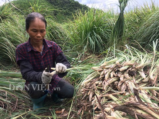 Bà Nủi cho biết: Vào đầu vụ thu hoạch sả có giá 10.000 đồng/kg, nhưng vào giữa vụ lại giảm xuống 6.000 - 7.000 đồng/kg.