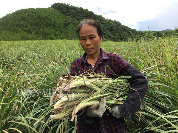 Nhờ trồng sả, đời sống kinh tế của bà Nủi đã dư giả và có của ăn của để.